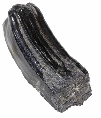 Pleistocene Aged Fossil Horse Tooth - Florida #53136